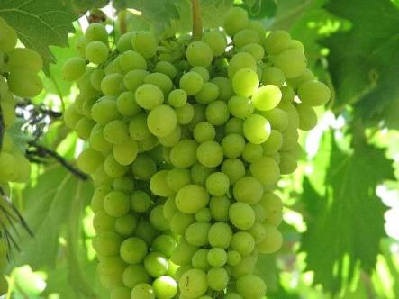 زراعة العنب من البذور زراعة العنب من البذور