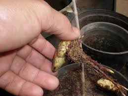 كيفية زراعة المانجو من البذور
