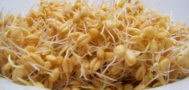 جنين القمح جنين القمح