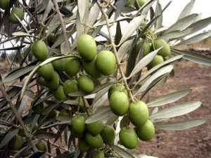 زراعة الزيتون