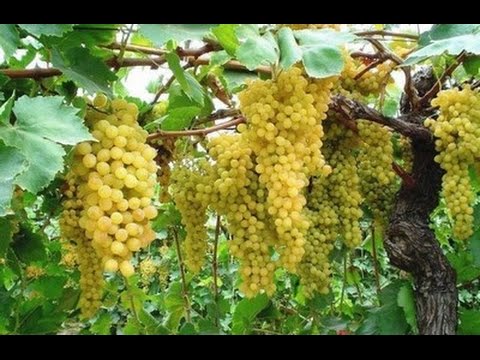 شجرة العنب