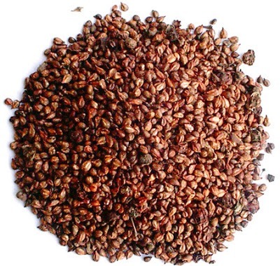 شجرة العنب شجرة العنب