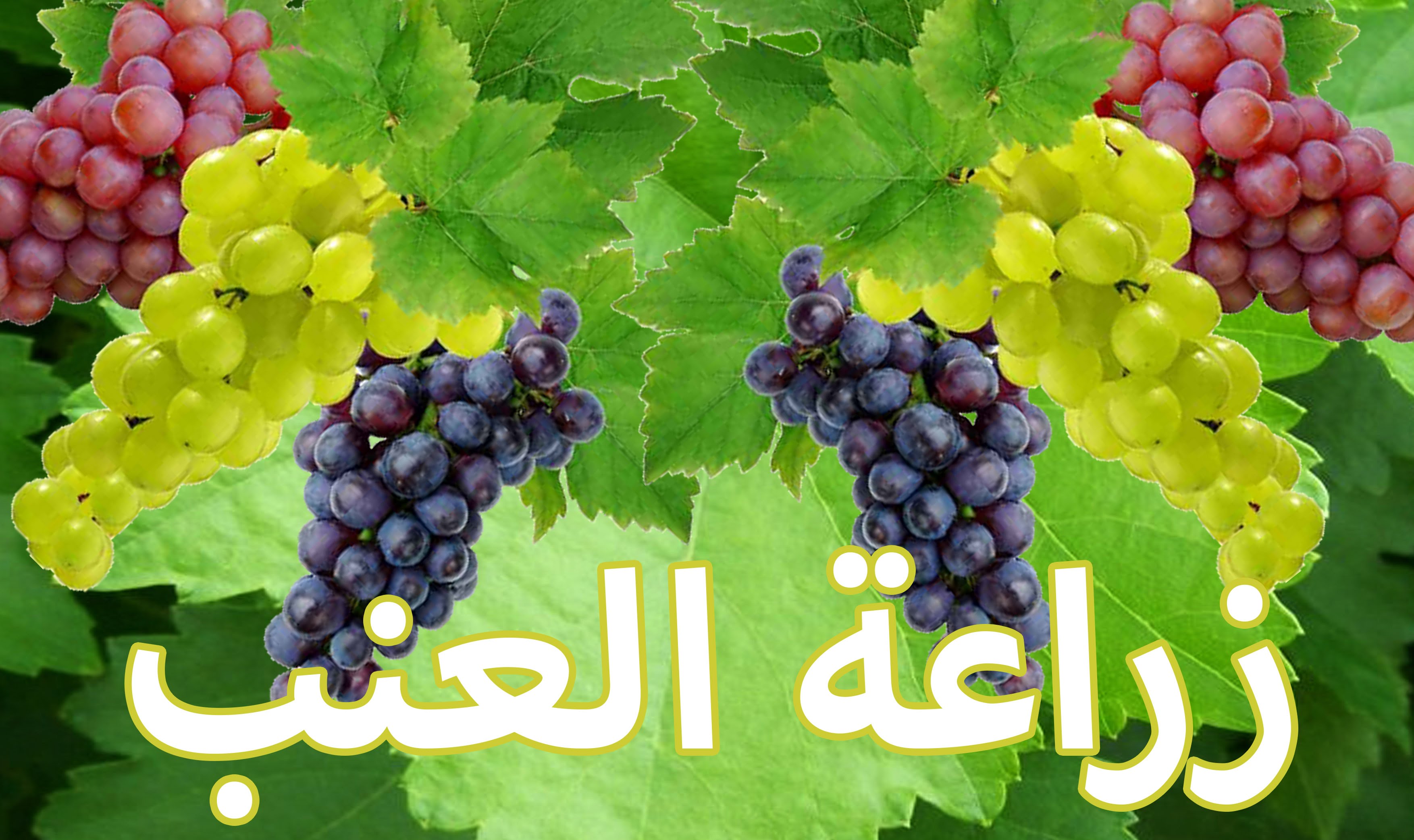 شجرة العنب شجرة العنب