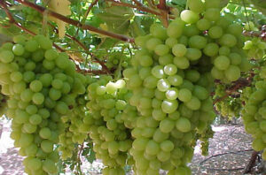 زراعة العنب في الاراضى الصحراوية زراعة العنب في الاراضى الصحراوية