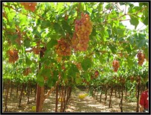 زراعة العنب في الاراضى الصحراوية زراعة العنب في الاراضى الصحراوية