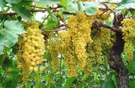 زراعة العنب في الاراضى الصحراوية