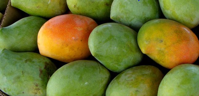 زراعة المانجو في البيت