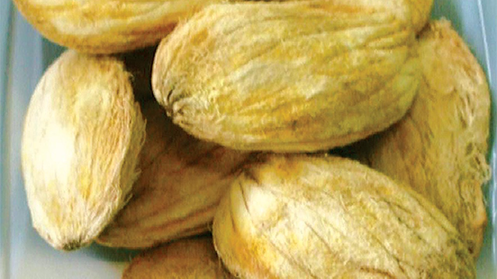 زراعة بذور المانجو زراعة بذور المانجو