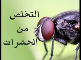 حشرات المنزل