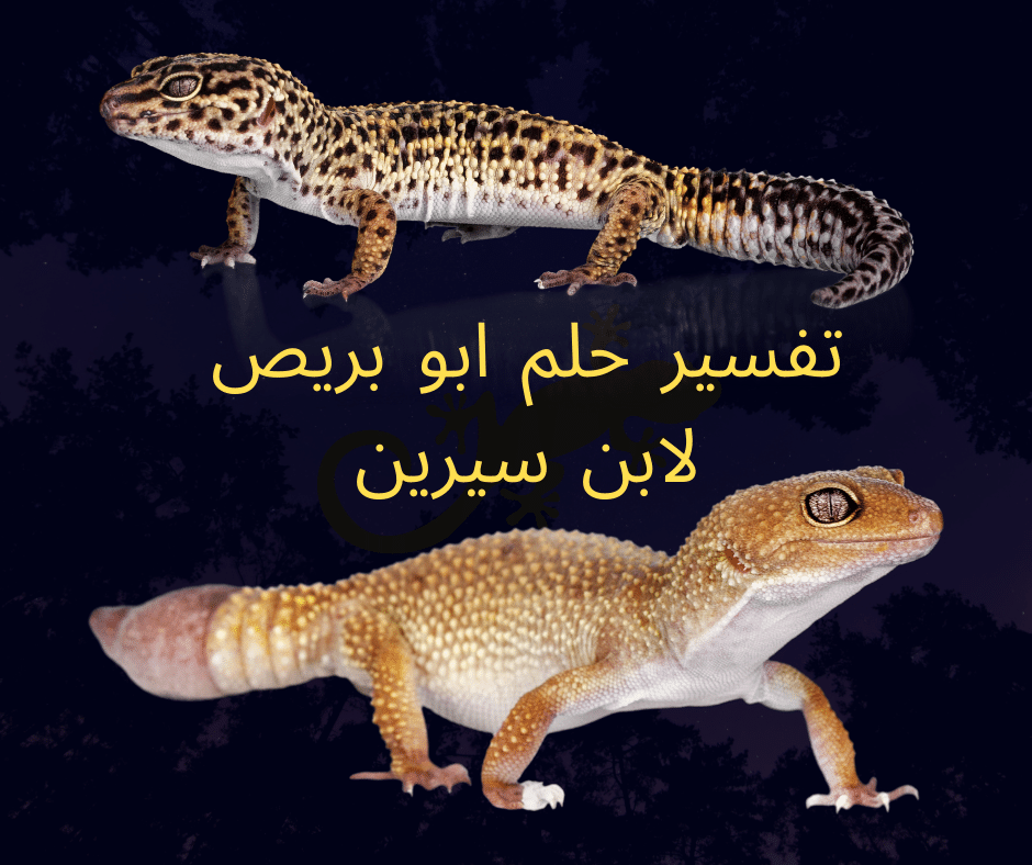 تفسير حلم ابو بريص لابن سيرين