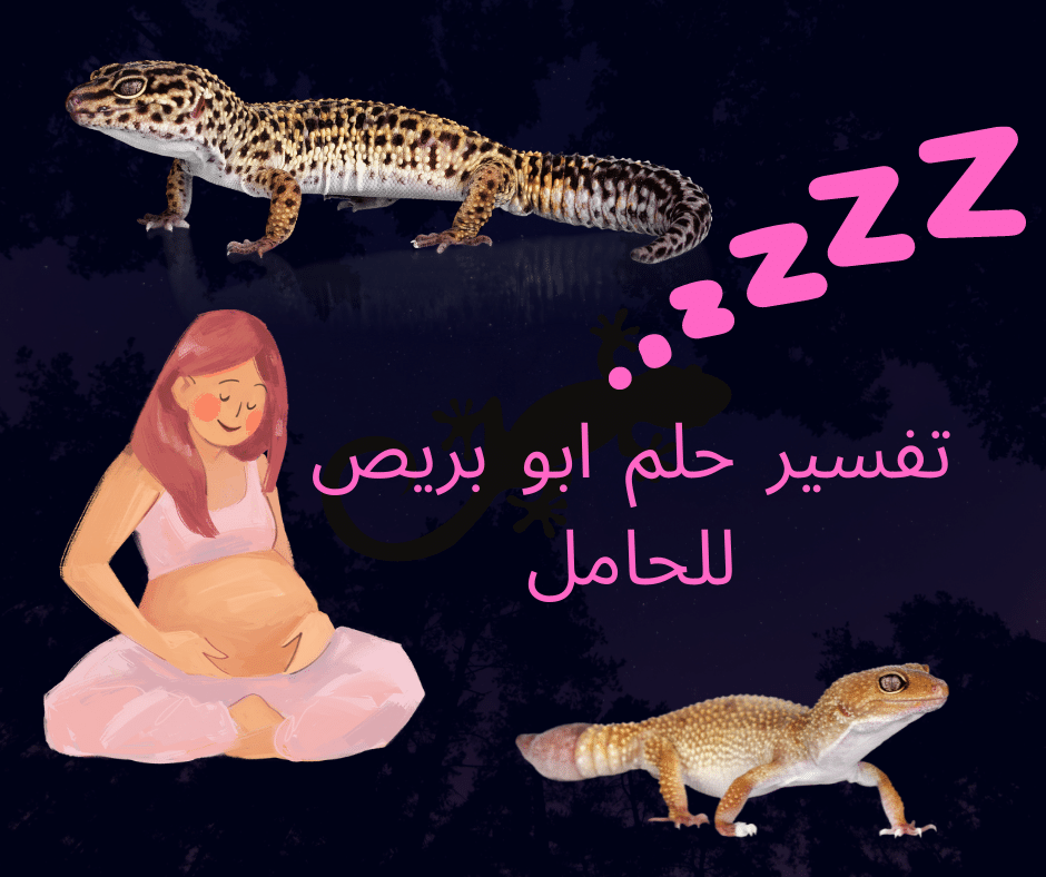 تفسير حلم ابو بريص للحامل